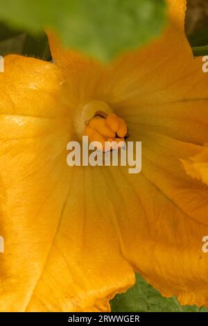 Primo piano zucchine, zucchine, fiori dorati. Ritratto naturale ravvicinato di piante alimentari in fiore Foto Stock