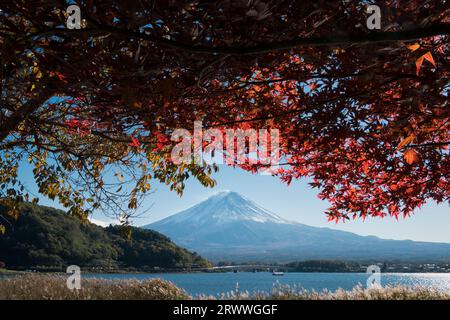 Foglie autunnali e il monte Fuji visto dal lago di Kawaguchiko Foto Stock