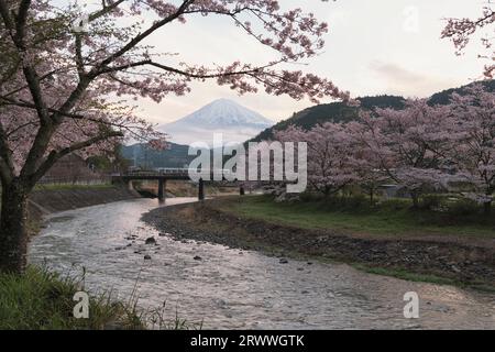 Fiori di ciliegio e Mt. Fuji visto dal fiume Inasegawa Foto Stock