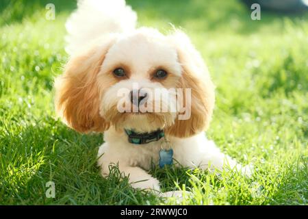 Happy Dog che ti guarda mentito in erba Foto Stock