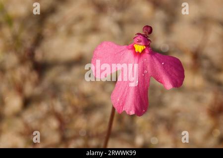 Pink Petticoat, Utricularia multifida, una specie di piante carnivore e di fiori selvatici endemica dell'Australia occidentale. Foto Stock