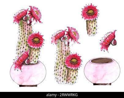 Set di cactus acquerelli con fiori rossi, isolati su sfondo bianco. Illustrazione disegnata a mano. Foto Stock