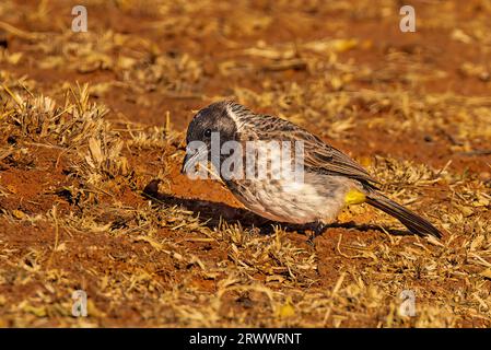 Un comune bulbul alla ricerca di insetti Foto Stock