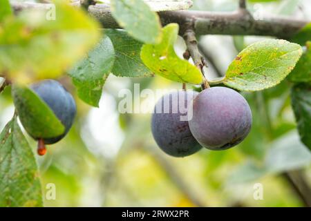 Frutti di Damson maturi, Prunus domestica, che crescono su un albero di Damson selvatico nella campagna inglese durante la fine dell'estate Foto Stock