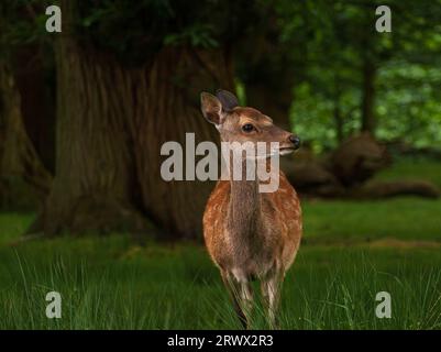 Giovane cervo in un ambiente erboso e boscoso Foto Stock