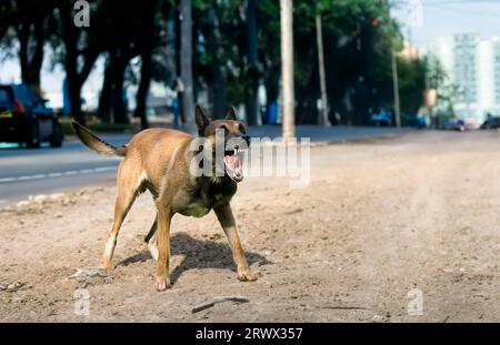 berger belge malinois agressif Foto Stock