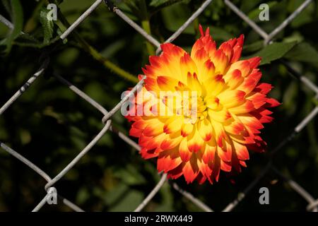 Un'immagine ravvicinata di un singolo fiore di Dahlia viola. La pianta è in fiore durante una tarda estate britannica. Il fiore viene girato su uno sfondo semplice Foto Stock