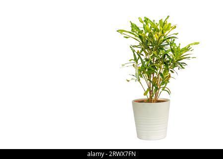 Splendida pianta ornamentale di croton in un vaso di ceramica con spazio per la copia Foto Stock