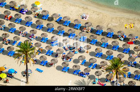 Vista aerea, spiaggia con lettini e ombrelloni, spiaggia di Palmira a Passeig Maritim de Palmira, Playa Palmira, Peguera, Calvia, Isole Baleari, ma Foto Stock