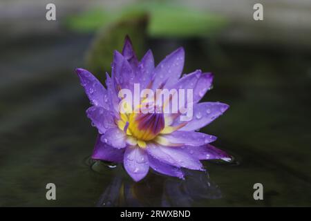 Blu Water Lily/Nil Manel Flower Foto Stock