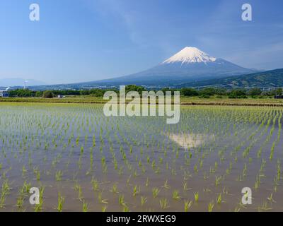 Il Fuji si riflette nelle risaie della città di Fuji Foto Stock