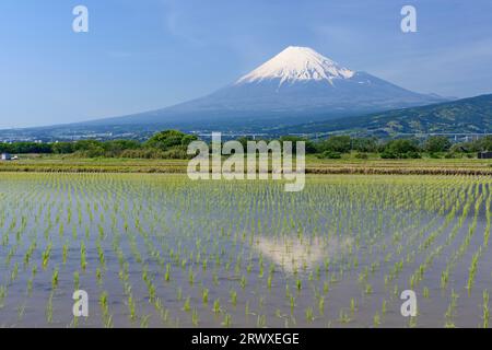 Il Fuji si riflette nelle risaie della città di Fuji Foto Stock