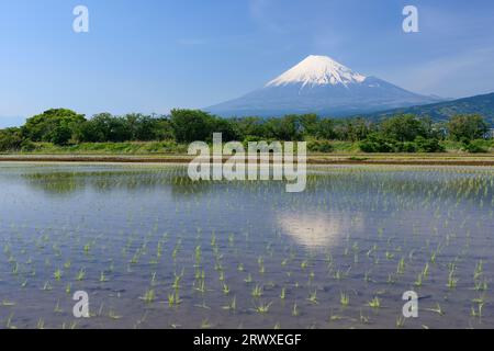 Il Fuji si riflette nelle risaie della città di Fuji Foto Stock