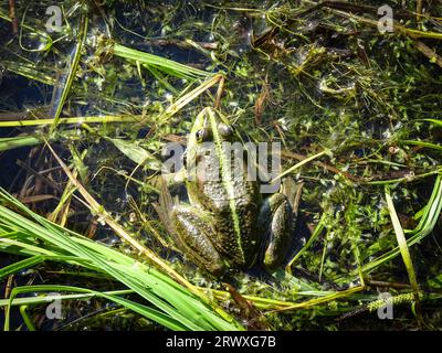 Da vicino c'è una bella rana verde (Pelophylax lessonae). Foto Stock