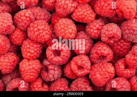 grande motivo di sfondo per gruppi di lamponi Foto Stock