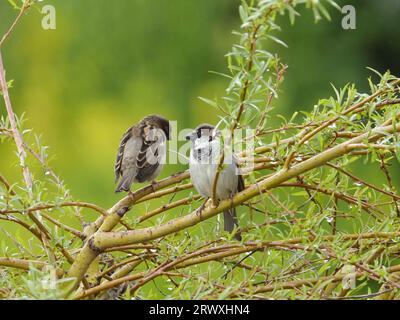 Due passeri di casa appollaiati sui rami di un salice in una fattoria. Passer domesticus. Foto Stock