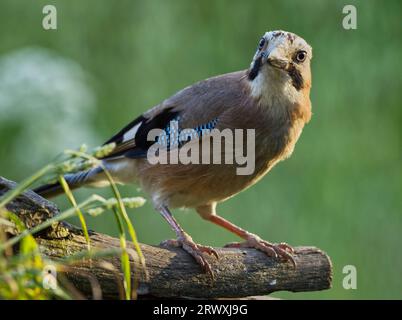 Un primo piano di una ghiandaia eurasiatica arroccata su un vecchio tronco d'albero. Garrulus glandarius. Foto Stock