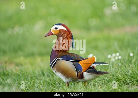 Vista laterale di un'anatra mandarina selvaggia (Aix galericulata) isolata all'aperto in piedi sull'erba sotto il sole. Foto Stock