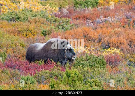 Muskox (Ovibos moschatus) mucca solitaria / femmina sulla tundra nei suoi colori autunnali, Parco nazionale Dovrefjell–Sunndalsfjella, Norvegia Foto Stock