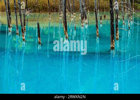 Biei-cho, Hokkaido: Stagno blu di Shirogane Foto Stock