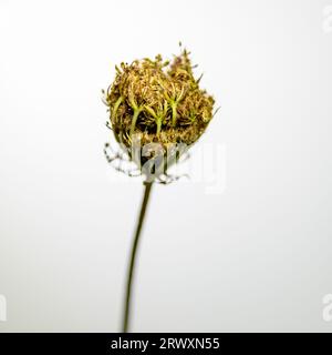 Immagine chiave alta di una testa di semi di carota selvatica Foto Stock