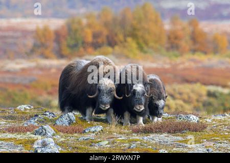 Muskox (Ovibos moschatus) toro e mucca / femmina con vitello sulla tundra in autunno, Parco nazionale di Dovrefjell–Sunndalsfjella, Norvegia Foto Stock