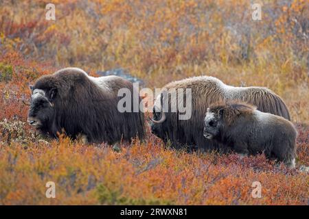 Muskox (Ovibos moschatus) toro e mucca / femmina con vitello sulla tundra in autunno, Parco nazionale di Dovrefjell–Sunndalsfjella, Norvegia Foto Stock