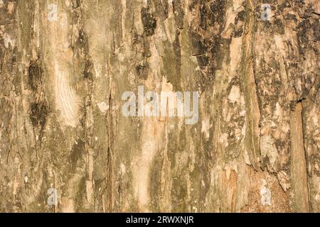 Texture realistica dello sfondo della corteccia dell'albero, texture senza cuciture dall'albero Foto Stock
