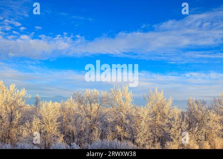 Una fila di alberi di cottonwood ricoperti di Hoar forst in una soleggiata mattinata d'inverno, con nuvole e cielo blu sullo sfondo Foto Stock