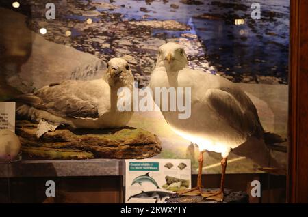 Whitby Museum, un museo indipendente vittoriano ricco di affascinanti collezioni di fossili locali, storia naturale, modellini di navi e molto altro, Regno Unito Foto Stock