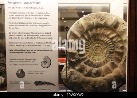 Whitby Museum, un museo indipendente vittoriano ricco di affascinanti collezioni di fossili locali, storia naturale, modellini di navi e molto altro, Regno Unito Foto Stock