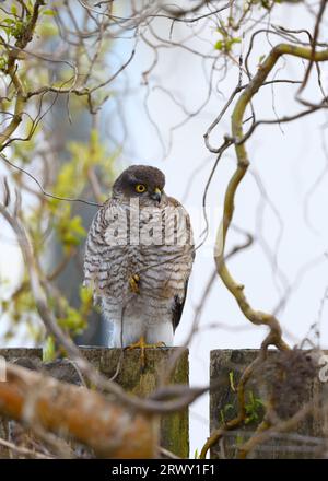 Un falco maschio del passero eurasiatico (Accipiter nisus) arroccato su una recinzione del giardino mimetizzato sotto i rami di un albero a Glasgow, in Scozia. Foto Stock