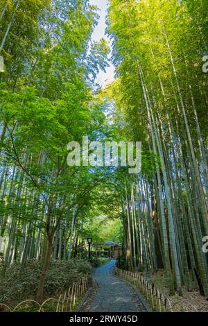 Shuzenji Onsen il percorso attraverso il boschetto di bambù circondato dal verde fresco (paesaggio da ovest a est) Foto Stock