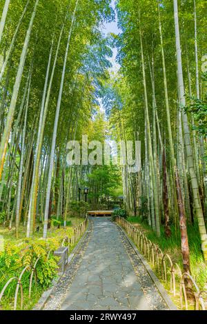 Shuzenji Onsen il percorso attraverso il boschetto di bambù circondato dal verde fresco (paesaggio da ovest a est) Foto Stock