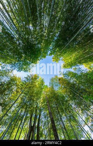 Shuzenji Onsen il cielo visto dal centro del percorso attraverso il boschetto di bambù circondato da una vegetazione fresca Foto Stock