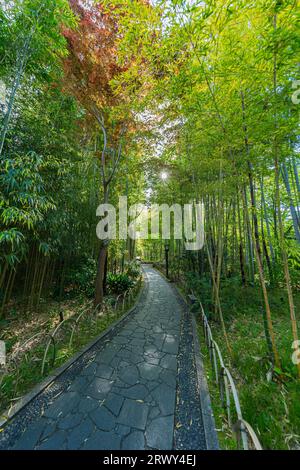 Shuzenji Onsen il piccolo sentiero del boschetto di bambù circondato dal verde fresco e dal sole (paesaggio da est a ovest) Foto Stock