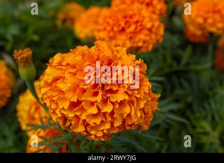 Fiori di arancio Marigold o Tagetes Marigolds o Ganda. Fiori d'arancio con foglie verdi nel giardino autunnale. Foto Stock