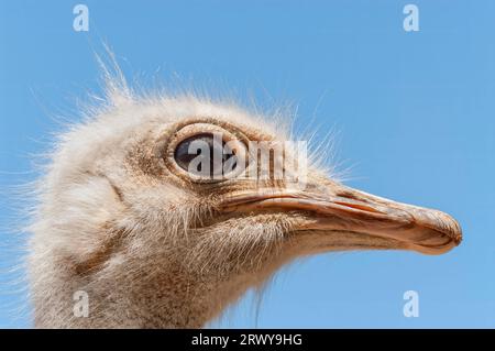 Primo piano di uno struzzo in una fattoria in Sud Africa Foto Stock