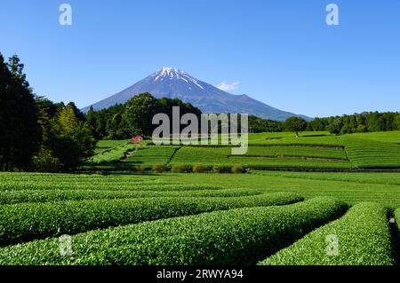 Campo da tè e Mt. Fuji visto da Obuchi Sasaba nella città di Fuji Foto Stock