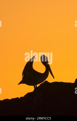 Sagoma del pellicano marrone (Pelecanus occidentalis), Seal Rock State Park, Oregon Foto Stock