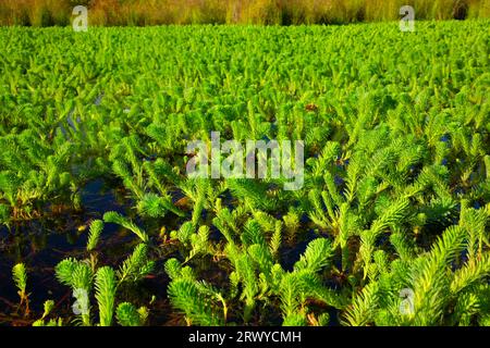 La coda di mare (Hippuris vulgaris) a Kirk Pond, Kirk Park, Lane County, Oregon Foto Stock