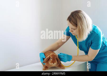 giovane veterinaria caucasica che esamina il rabit rosso. Immagine con messa a fuoco selettiva Foto Stock