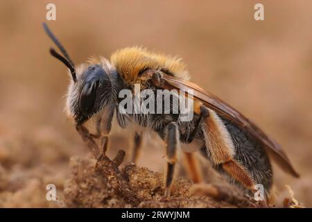 Primo piano naturale dettagliato su una femmina ape mineraria dalla coda d'arancia, Andrena haemorrhoa seduta a terra Foto Stock