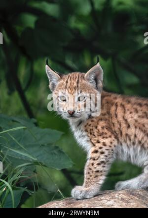 Un ritratto ravvicinato di una lince o di un gattino che guarda la fotocamera e si siede su uno sfondo verde di pietra Foto Stock