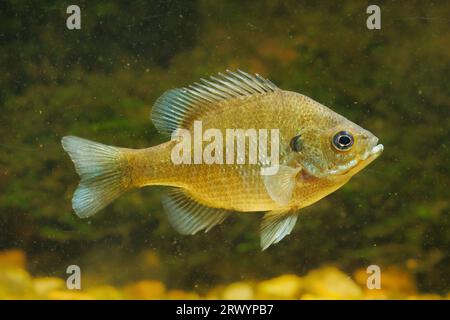 bluegill (Lepomis macrochirus), juvenile Foto Stock