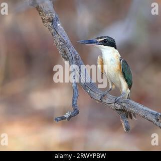 Sacred kingfisher (Halcyon sancta, Todiramphus sanctus), seduto su un ramo, Australia, Queensland, Mount Isa Foto Stock