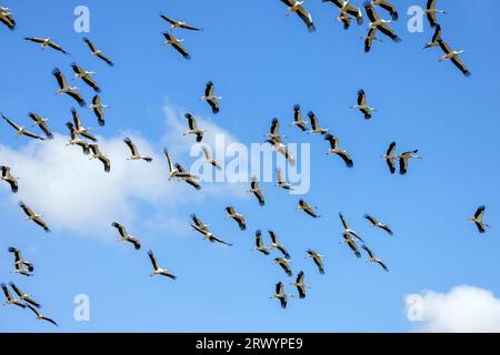 Cicogna bianca (Ciconia ciconia), giro per grandi gruppi, Spagna, Estremadura, Castuera Foto Stock