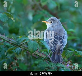 starling di colore rosa (Pastor roseus, Sturnus roseus), giovane seduto su un ramo, Francia, Alpes-de-Haute-Provence Foto Stock