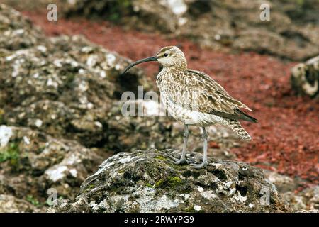 Imbrel islandese (Numenius phaeopus islandicus, Numenius islandicus), seduto su una roccia, Islanda, Sudurland, Keri? Foto Stock