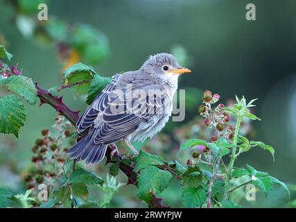 starling di colore rosa (Pastor roseus, Sturnus roseus), giovane seduto su un ramo, Francia, Alpes-de-Haute-Provence Foto Stock